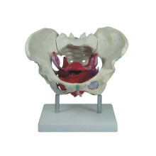 Simulation Medical Education Female Pelvis and Pelvic Floor Muscle Model